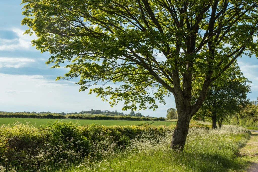 A tree grows in green meadow during spring in the United Kingdom.