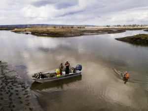 Researchers conduct near-shore sampling of fish populations in a Washington estuary. Collected data will be compiled and analyzed by scientists leveraging Microsoft’s Azure platform. AI technology will create predictive models that will influence future decisions to help preserve healthy natural habitats.