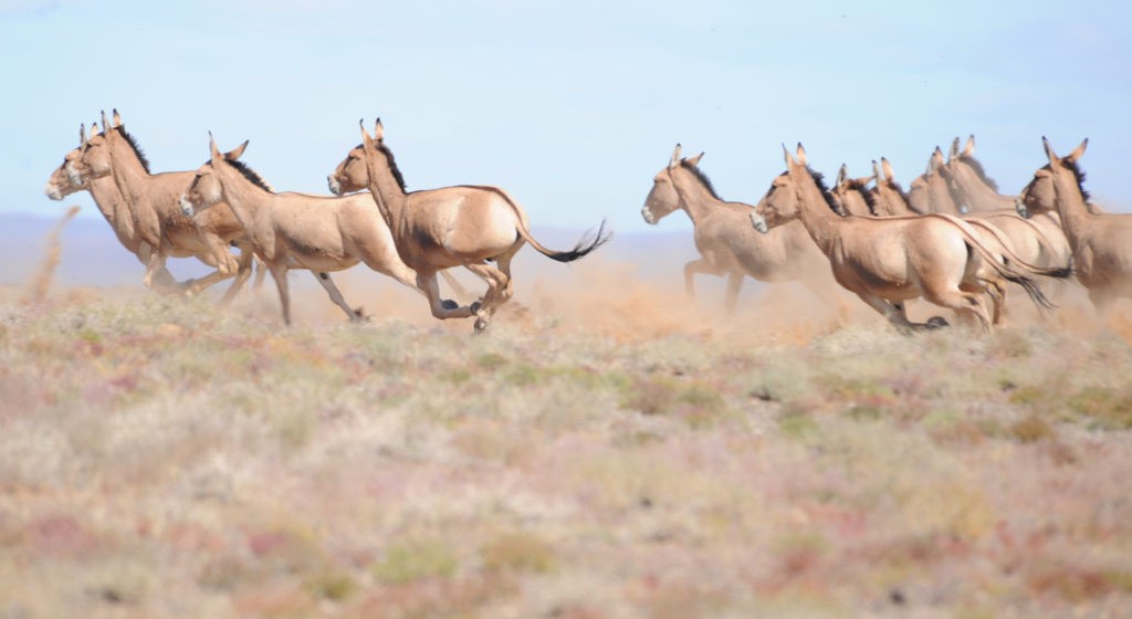 Khulan Running- The Nature Conservancy